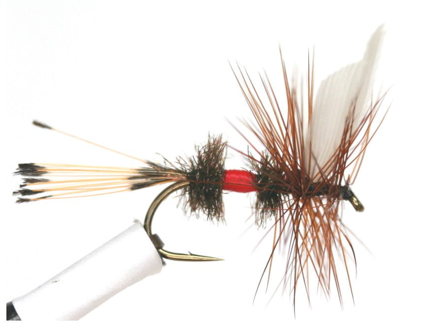 Royal Coachman Dry Fly